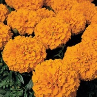  ROSE D'INDE ROSE D'INDE-DISCOVERY F1 (Tagetes erecta)-orange - graines ébarbées - Graineterie A. DUCRETTET