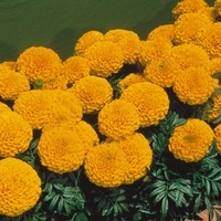 Graines de fleurs ROSE D'INDE LADY F1 (Tagetes erecta) - Graineterie A. DUCRETTET