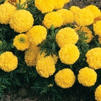 Graines de fleurs ROSE D'INDE INCA II F1 (Tagetes erecta) - Graineterie A. DUCRETTET