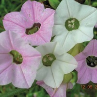  TABAC TABAC-MARSHMALLOW (Nicotiana mutabilis)-rose et blanc - Graineterie A. DUCRETTET
