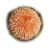 Graines de fleurs PAQUERETTE ROBELLA (Bellis perennis) - Graineterie A. DUCRETTET