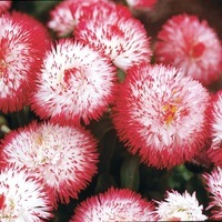  PAQUERETTE PAQUERETTE-HABANERA (Bellis perennis)-blanc et rouge                                                                                      , graines enrobées - Graineterie A. DUCRETTET