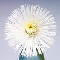  PAQUERETTE PAQUERETTE-HABANERA (Bellis perennis)-blanc                                                                                               , graines enrobées - Graineterie A. DUCRETTET