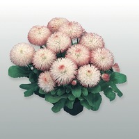  PAQUERETTE PAQUERETTE-HABANERA (Bellis perennis)-rose                                                                                                , graines enrobées - Graineterie A. DUCRETTET