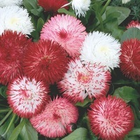  PAQUERETTE PAQUERETTE-HABANERA (Bellis perennis)-mélange                                                                                             , graines enrobées - Graineterie A. DUCRETTET