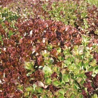 Graines de fleurs vivaces - SEDUM - Graineterie A. DUCRETTET