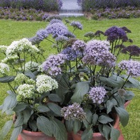 Graines de fleurs Annuelles - TRACHELIUM - Graineterie A. DUCRETTET