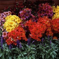 Graines de fleurs SALPIGLOSSIS ROYALE F1 (Salpiglossis) - Graineterie A. DUCRETTET
