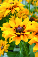  RUDBECKIA RUDBECKIA-DENVER DAISY (Rudbeckia hirta)-jaune - graines enrobées - Graineterie A. DUCRETTET