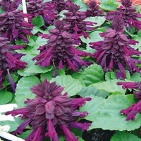  SAUGE SPLENDENS SAUGE SPLENDENS-REDDY (Salvia splendens)-pourpre - Graineterie A. DUCRETTET