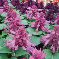  SAUGE SPLENDENS SAUGE SPLENDENS-REDDY (Salvia splendens)-lavande - Graineterie A. DUCRETTET