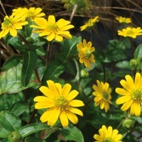  SANVITALIA SANVITALIA-MILLION SUNS (Sanvitalia procumbens)-jaune - Graineterie A. DUCRETTET