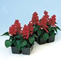  SAUGE SPLENDENS SAUGE SPLENDENS-REDDY (Salvia splendens)-rouge - Graineterie A. DUCRETTET