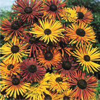 Graines de fleurs RUDBECKIA CHIM CHIMENEE (Rudbeckia hirta) - Graineterie A. DUCRETTET