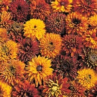 Graines de fleurs RUDBECKIA CHEROKEE SUNSET (Rudbeckia hirta) - Graineterie A. DUCRETTET