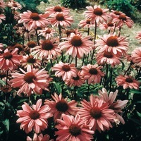 Graines de fleurs ECHINACEA BRAVADO (Echinacea (ou Rudbeckia) purpurea) - Graineterie A. DUCRETTET