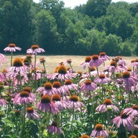 Graines de fleurs vivaces - ECHINACEA - Graineterie A. DUCRETTET