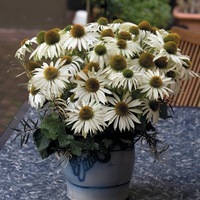  ECHINACEA ECHINACEA-PRIMADONNA (Echinacea (ou Rudbeckia) purpurea)-blanc - Graineterie A. DUCRETTET