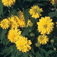Graines de fleurs RUDBECKIA LACINIATA PLENA (Rudbeckia laciniata plena) - Graineterie A. DUCRETTET