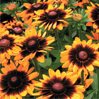 Graines de fleurs RUDBECKIA SONORA (Rudbeckia hirta) - Graineterie A. DUCRETTET