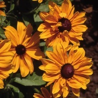 Graines de fleurs RUDBECKIA GOLDILOCKS (Rudbeckia hirta) - Graineterie A. DUCRETTET