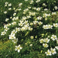 Graines de fleurs SAGINE SAGINA SUBULATA (Sagina subulata) - Graineterie A. DUCRETTET