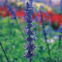  SAUGE FARINACEA SAUGE FARINACEA-EPI BLEU (Salvia farinacea)-bleu intense - Graineterie A. DUCRETTET