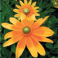 Graines de fleurs RUDBECKIA PRAIRIE SUN (Rudbeckia hirta) - Graineterie A. DUCRETTET