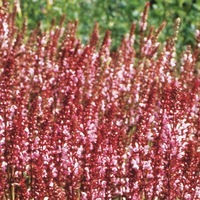 Graines de fleurs SAUGE NEMOROSA (Salvia superba (sylvestris)) - Graineterie A. DUCRETTET