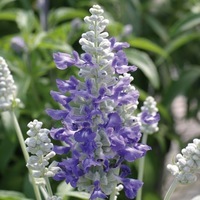 Graines de fleurs SAUGE FARINACEA STRATA (Salvia farinacea) - Graineterie A. DUCRETTET