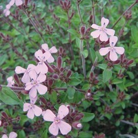 Graines de fleurs SAPONAIRE OCYMOIDES (Saponaria ocymoides) - Graineterie A. DUCRETTET