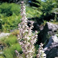 Graines de fleurs SAUGE SCLAREA ROSEA (Salvia sclarea rosea) - Graineterie A. DUCRETTET