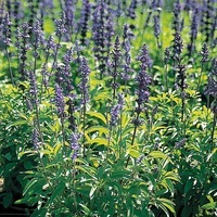  SAUGE FARINACEA SAUGE FARINACEA-VICTORIA (Salvia farinacea)-bleu foncé - Graineterie A. DUCRETTET