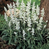 Graines de fleurs SAUGE FARINACEA CIRRUS (Salvia farinacea) - Graineterie A. DUCRETTET