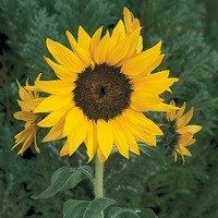 Graines de fleurs SOLEIL ou HELIANTHUS PACINO (Helianthus annuus) - Graineterie A. DUCRETTET