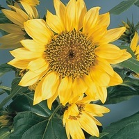 Graines de fleurs Annuelles - SOLEIL ou HELIANTHUS - Graineterie A. DUCRETTET