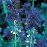  SAUGE HORMINUM SAUGE HORMINUM-Salvia viridis (horminum) (Salvia viridis (horminum))-bleu gentiane - Graineterie A. DUCRETTET