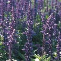 Graines de fleurs SAUGE FARINACEA EVOLUTION (Salvia farinacea) - Graineterie A. DUCRETTET