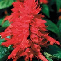 Graines de fleurs SAUGE SPLENDENS MOJAVE (Salvia splendens) - Graineterie A. DUCRETTET