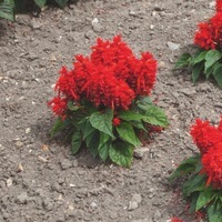 Graines de fleurs SAUGE SPLENDENS SENTRY (Salvia splendens) - Graineterie A. DUCRETTET