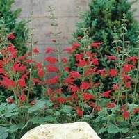  SAUGE SAUGE-HOT TRUMPETS (Salvia roemeriana)-rouge - Graineterie A. DUCRETTET
