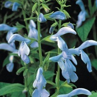 Graines de fleurs SAUGE CAMBRIDGE BLUE (Sauge patens) - Graineterie A. DUCRETTET