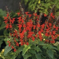  SAUGE COCCINEA SAUGE COCCINEA-SUMMER JEWEL (Salvia coccinea)-écarlate - Graineterie A. DUCRETTET