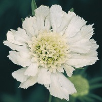 Graines de fleurs SCABIEUSE CAUCASICA (Scabiosa caucasica) - Graineterie A. DUCRETTET