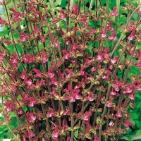 Graines de fleurs SAUGE FRAMBOISE (Salvia viscosa) - Graineterie A. DUCRETTET