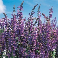 Graines de fleurs SAUGE BLUE SPIRES (Salvia transylvania) - Graineterie A. DUCRETTET