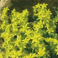  SEDUM SEDUM-ACRE (Sedum acre)-jaune - Graineterie A. DUCRETTET