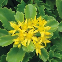  SEDUM SEDUM-SPIRIT (Sedum selskianum)-jaune - Graineterie A. DUCRETTET