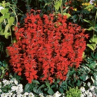  SAUGE COCCINEA SAUGE COCCINEA-LADY IN RED (Salvia coccinea)-rouge - Graineterie A. DUCRETTET
