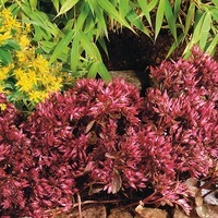 Graines de fleurs SEDUM COCCINEUM (Sedum spurium) - Graineterie A. DUCRETTET